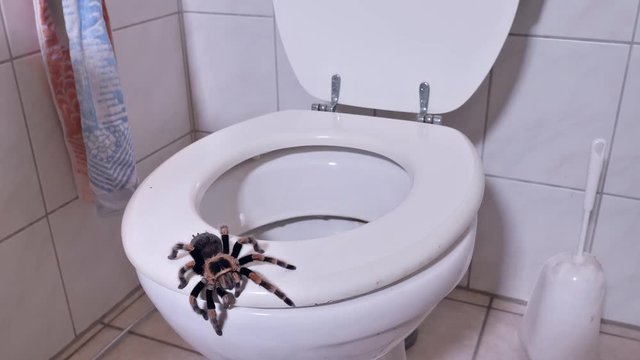 Eine Vogelspinne krabbelt auf der Toilette in einem Badezimmer