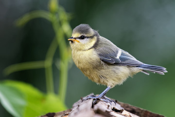 Juvenile Blaumeise