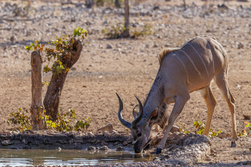 A young male greater kudu (Tragelaphus strepsiceros) drinking at the water hole, Ongava Private Game Reserve ( neighbour of Etosha), Namibia.