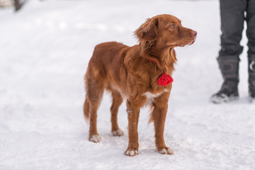 red-haired dog in winter