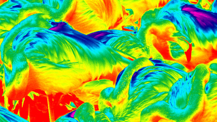 infrared photo of flamingos