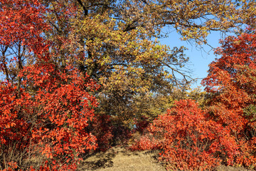 maple leaves in autumn
