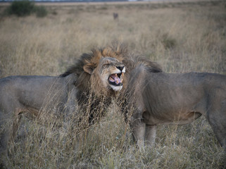 Lion roaring