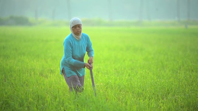 Manual female worker with irrigation tool farming Indonesian rice fields Java 