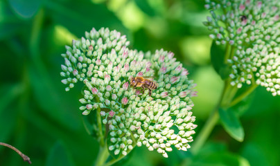 Biene Honig auf einer Blüte Makro