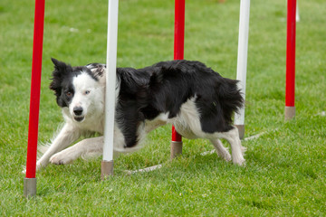 Border collie noir et blanc en agility