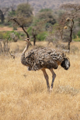 Full body portrait of female Somali ostrich, Struthio camelus molybdophanes, in tall grass of the northern Kenya savannah with landscape in blurred background