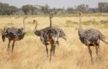 Flock of four female Somali ostriches, Struthio camelus molybdophanes, in tall grass of the northern Kenya savannah with landscape in blurred background