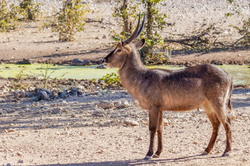 A male waterbuck ( Kobus Ellipsiprymnus) at a water hole looking, Ongava Private Game Reserve ( neighbour of Etosha), Namibia.