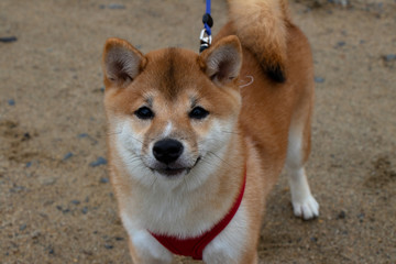 Brown Shiba Inu Puppy