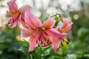 Fototapeta premium rose flower garden