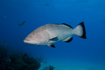 Big grouper in clear blue water