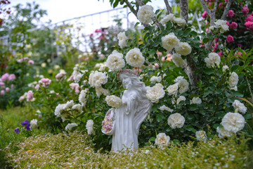  rose flower garden