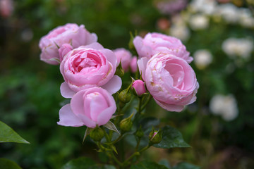  rose flower garden