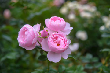  rose flower garden