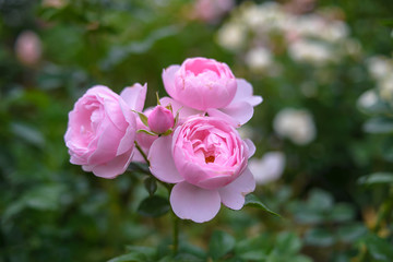  rose flower garden