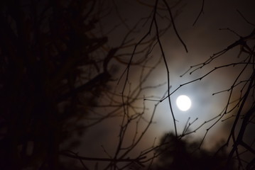 Winter moon and old willow