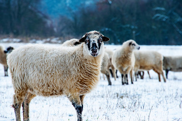a sheep herd (breed - valaska) close up in winter