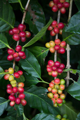 Red cherry Arabica coffee bean at at hill tribe village in northern part of Thailand. Arabica beans are grown in northern Thailand and robusta beans in the south.