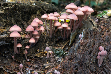 Rosy bonnet (Mycena rosea)