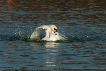 Fototapeta premium swan