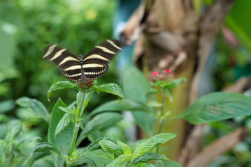 Farfalla che prende il volo