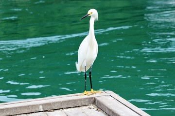 Garça-branca-pequena