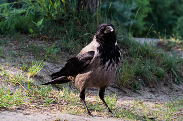 black raven on the ground. raven in search of prey. hunts
