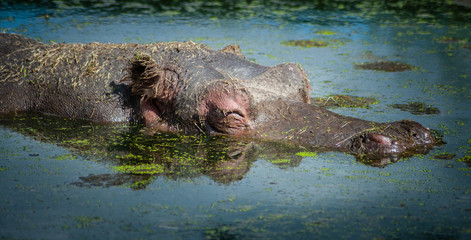 hippopotamus