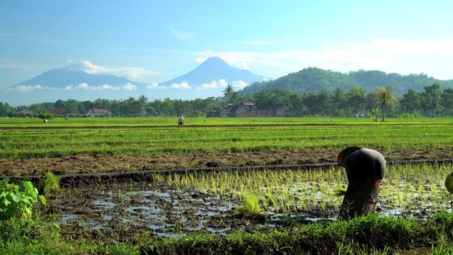 Manual female worker in tropical rice fields near Mt Merapi volcano Java
