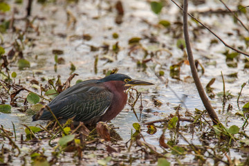 Green Heron