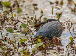 Green Heron