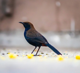 Blue black red vented bird in india feeding 