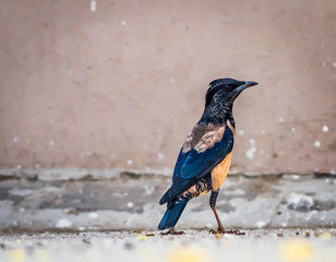 Bird Jungle Myna (Acridotheres fuscus) is a myna, a member of the starling family.