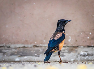 Bird Jungle Myna (Acridotheres fuscus) is a myna, a member of the starling family.