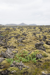 Fototapeta na wymiar Lavafeld bei der „blauen Lagune“ (Bláa Lónið) - Island 