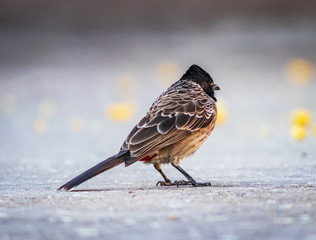 Red vented bulbul ready tro eat the yellow food , black headed bird found in Rajasthan india 