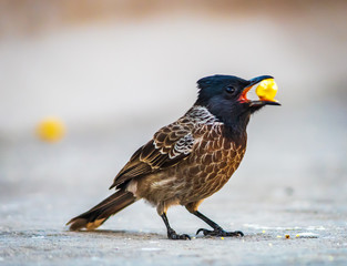 Red vented bulbul ready tro eat the yellow food , black headed bird found in Rajasthan india 