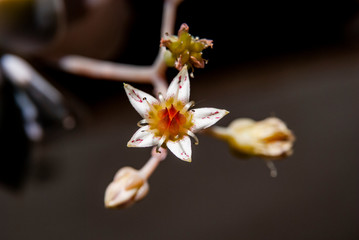 Graptopetalum paraguayense Gray Ghost il fiore
