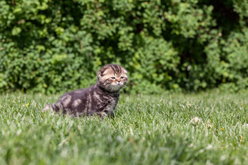 Scottish Fold kitten