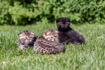 Scottish Fold kittens
