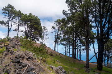 Fototapeta na wymiar Nationalpark Caldera de Taburiente - Bäume auf dem Berg