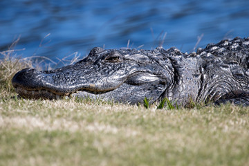 Alligator in the sunshine