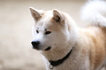 Naklejka na ściany i meble Head portrait of a young japanese adult akita inu dog