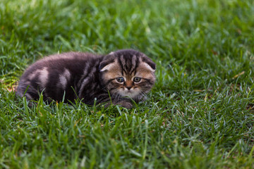 Scottish Fold kitten
