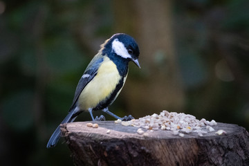 great tit feeding