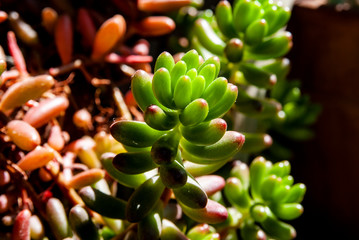 Sedum pachyphyllum
