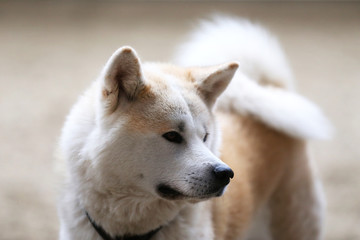 Obraz na płótnie Canvas Head portrait of a young japanese adult akita inu dog