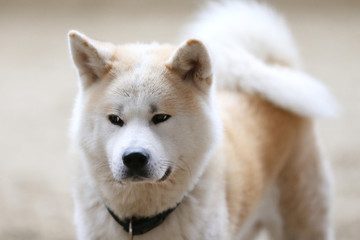 Head portrait of a young japanese adult akita inu dog