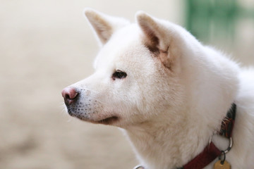Obraz na płótnie Canvas Head portrait of a young japanese adult akita inu dog